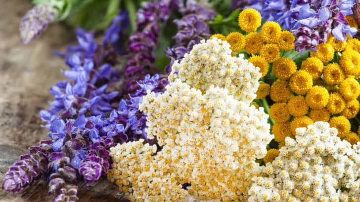 2024 Guide to the Perfect Flowers for Each Zodiac Sign
