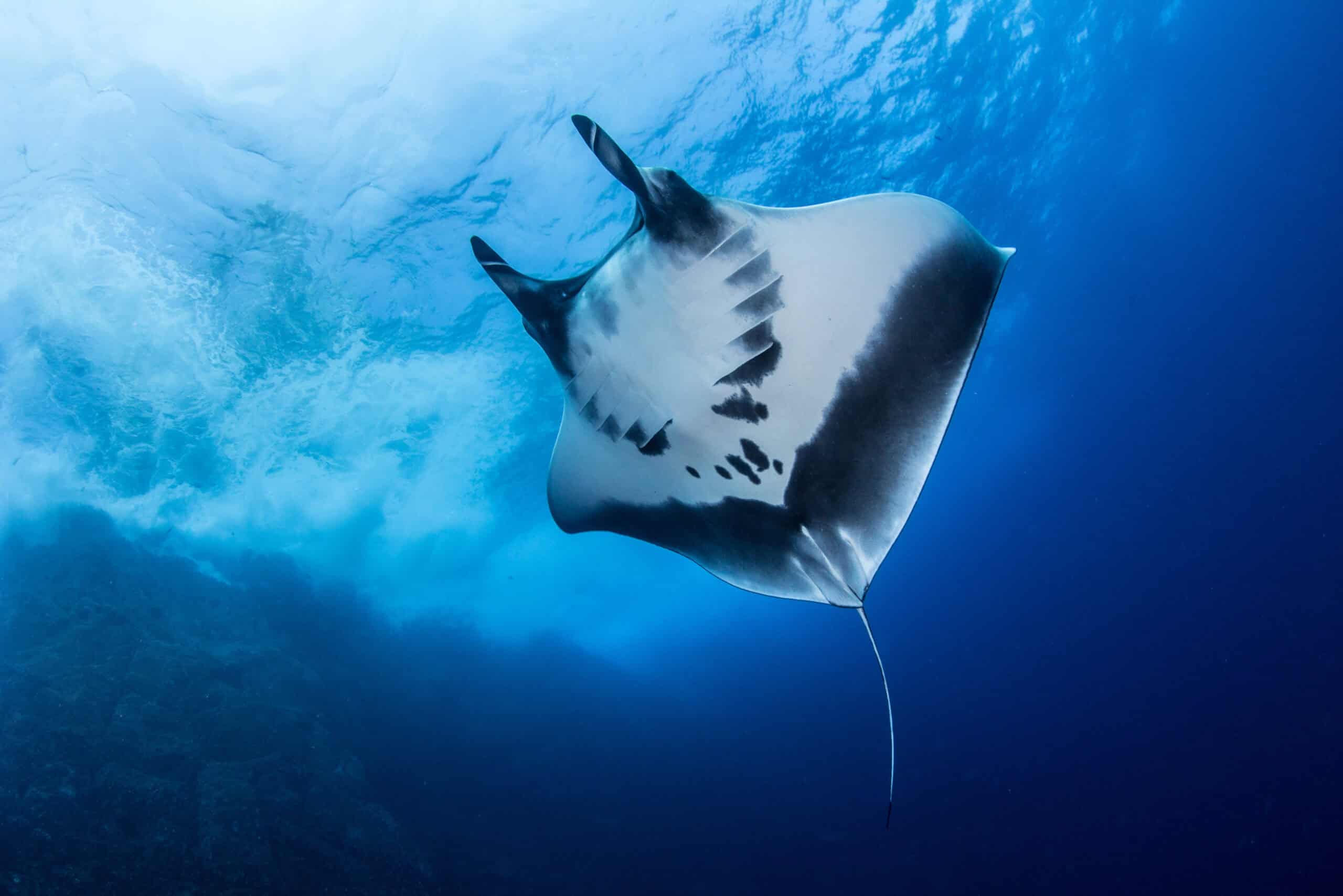 Manta Ray at Islas Revillagigedos, Mexico. Image by Divepics via Depositphotos.