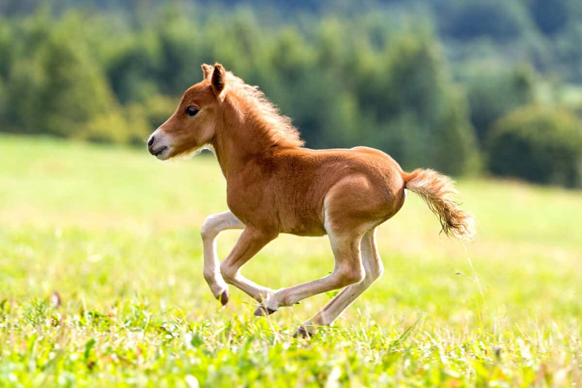 Young foal galloping in the field.