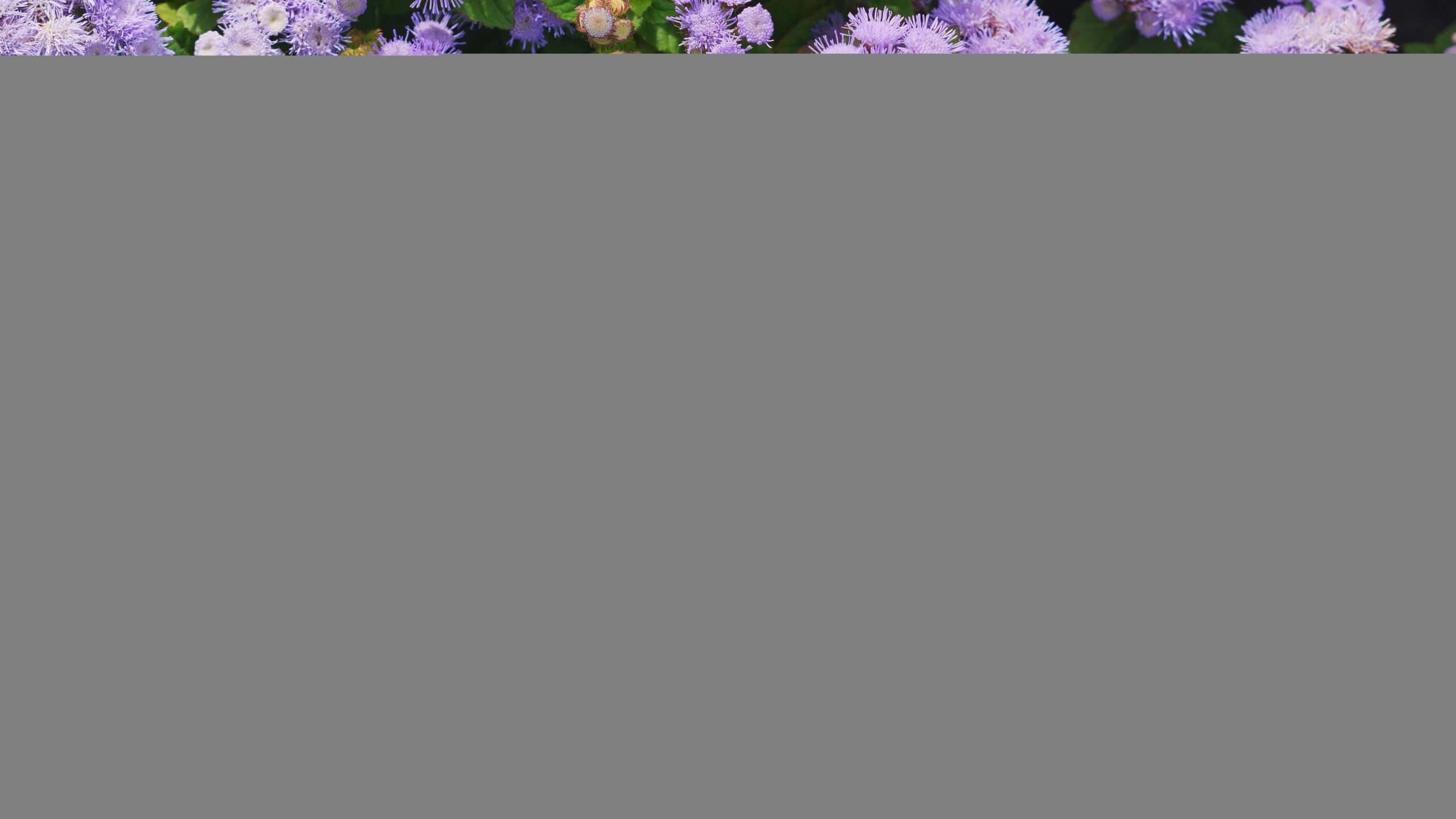 Floss Flowers.