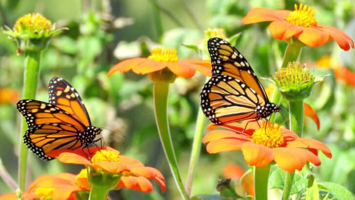 Monarch butterflies on a flowers in garden on bank of the Lake Ontario in Toronto, Canada, September 13, 2016