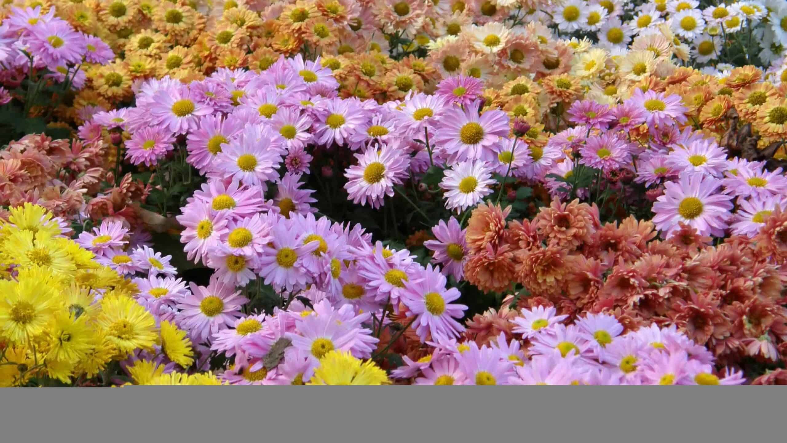 Chrysanthemums.
