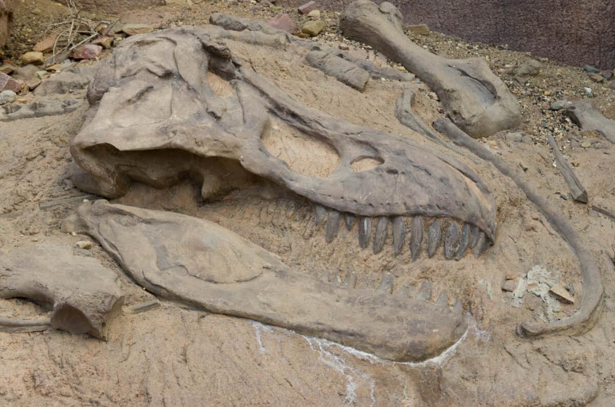 An excavation of a dinosaur fossil