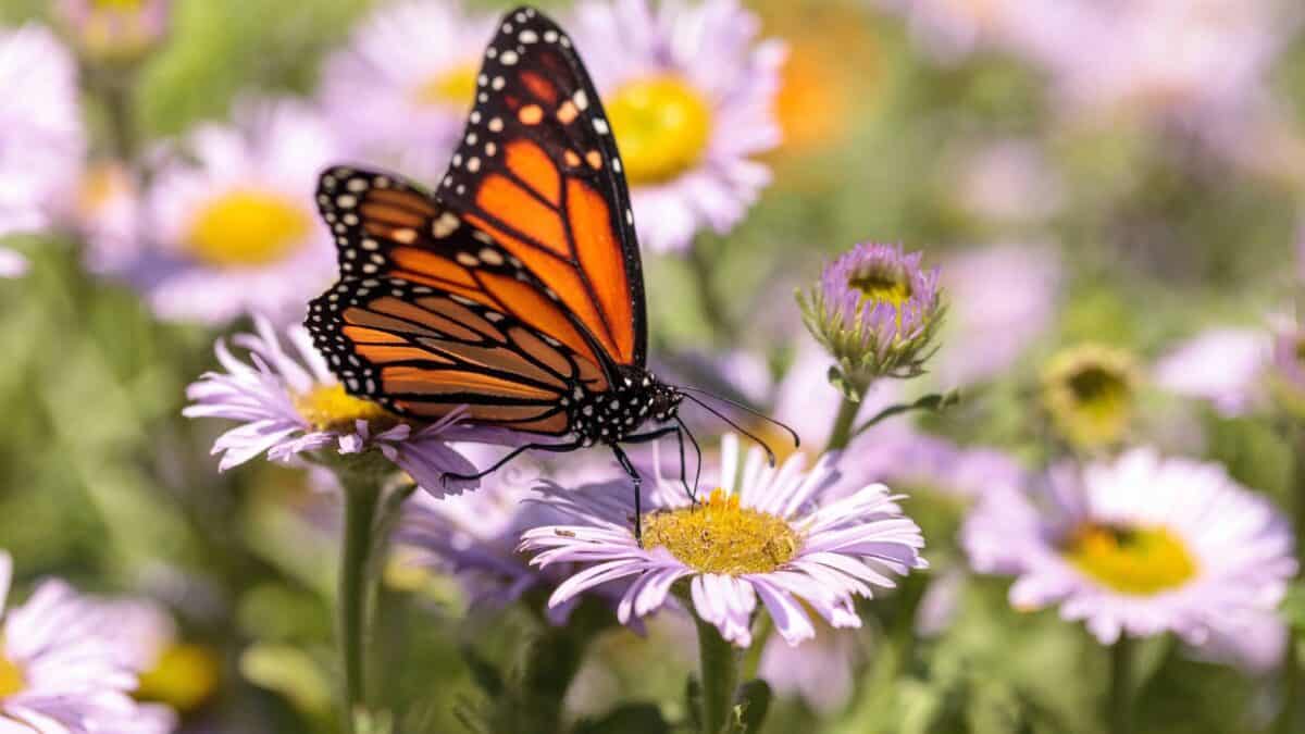 Monarch butterfly on a purple flower.
