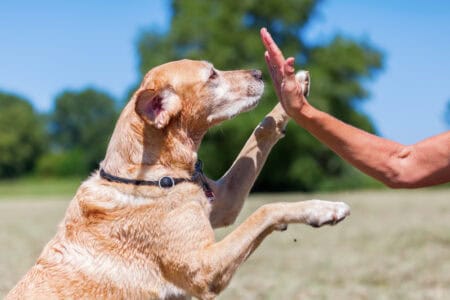 10 Essential Commands Every Dog Should Know