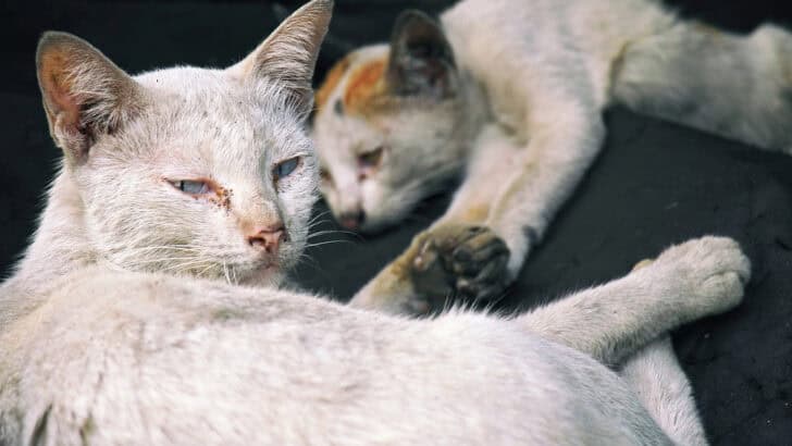 How to Naturally Keep Stray Cats from Your Home