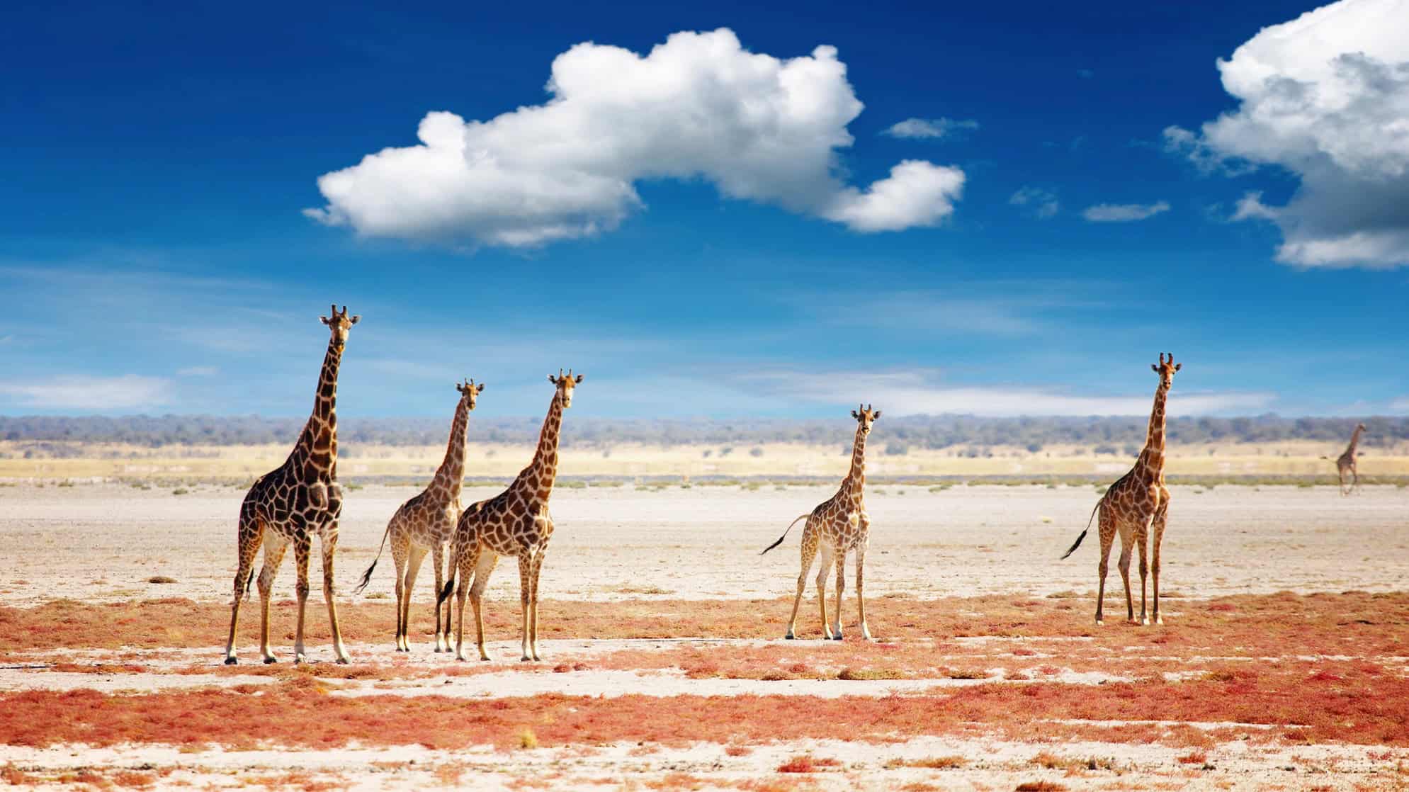 Herd of giraffes, Etosha national park, Namibia