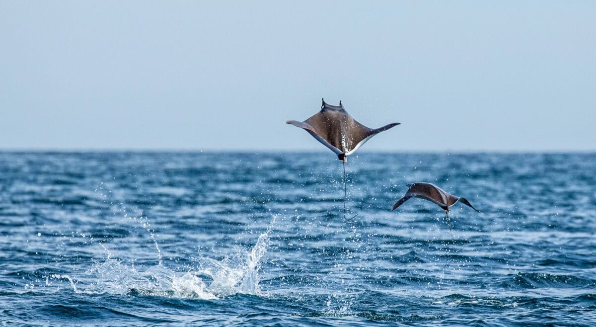 Mobula rays jumping out of water. Image by GUDKOVANDREY via Depositphotos.