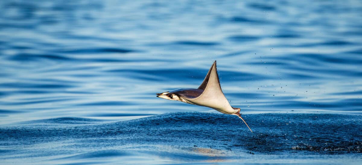 Baby Manta Ray jumping out of water. Image by GUDKOVANDREY via Depositphotos.