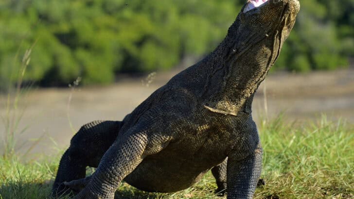 The Secret Iron-Tipped Weapon of Komodo Dragons