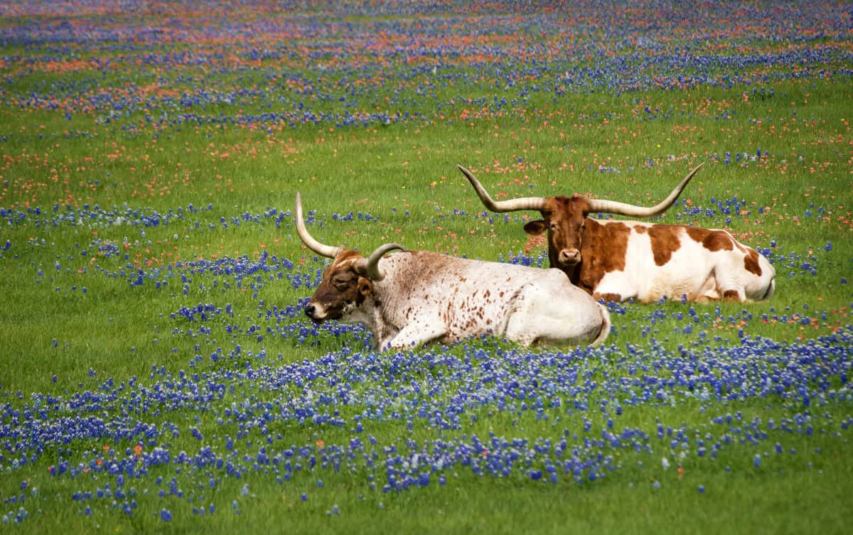 Texas longhorn cattle grazing in bluebonnet. Image by krisrobin via Depositphotos.