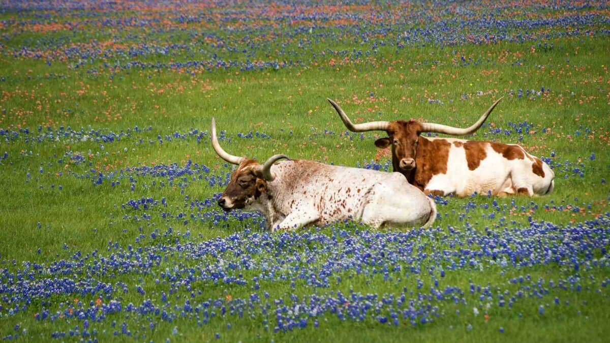 Texas longhorn cattle grazing in bluebonnet. Image by krisrobin via Depositphotos.