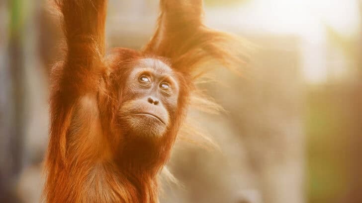 30 Breastfeeding Mothers to Teach Orangutan Who Lacks Maternal Qualities To Make Sure Her Baby Survives