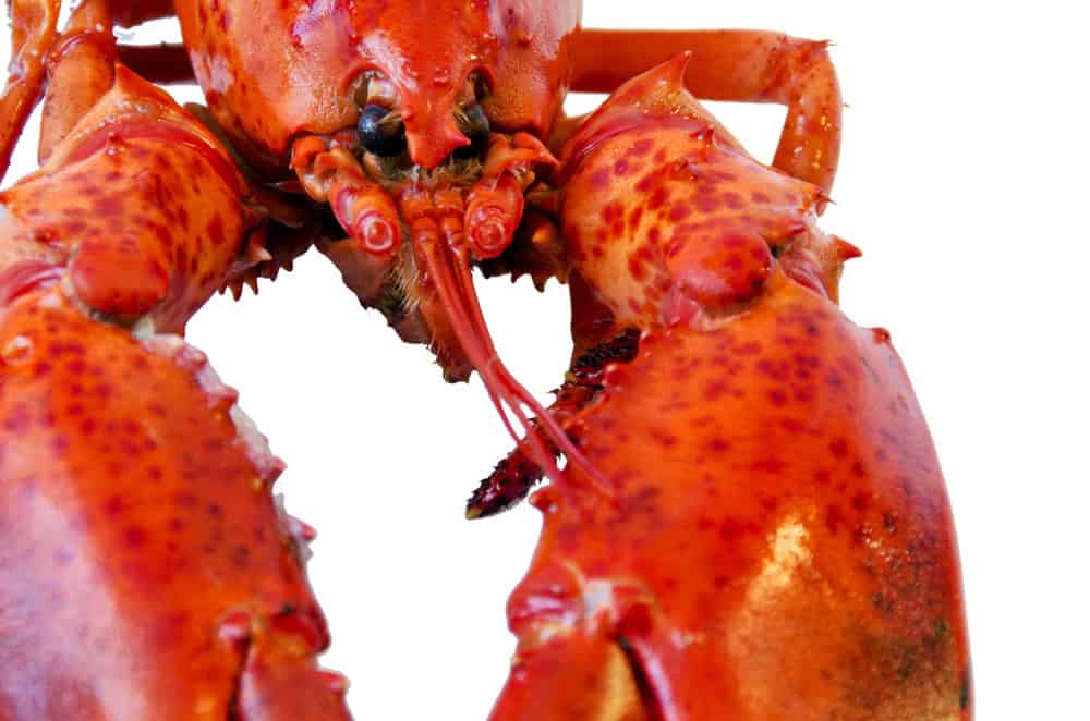 lobster