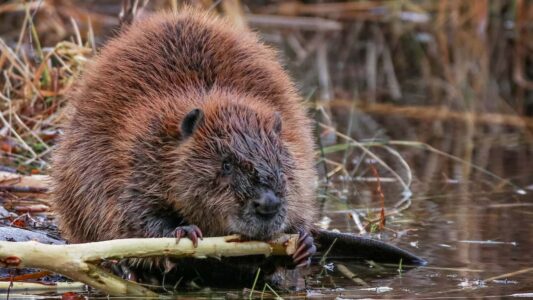 Could Rewilding Beavers Reduce U.S. Flooding?