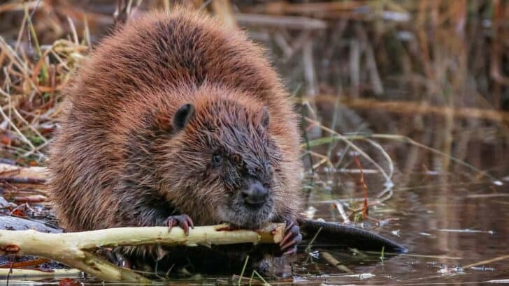 Could Rewilding Beavers Reduce U.S. Flooding?