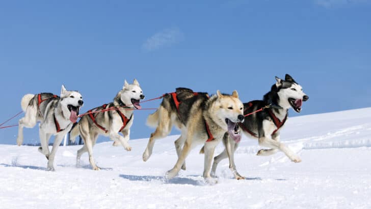 The Relationship Between Polar Explorers and Their Dogs