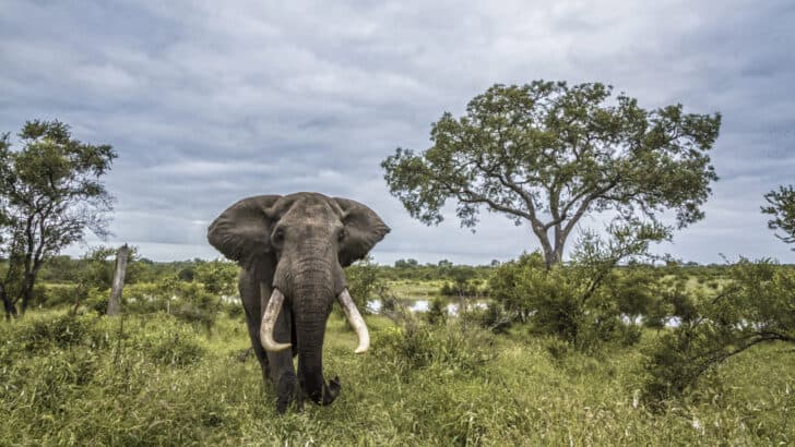 Namibia Plans to Kill Its Animals for Food Amid Drought