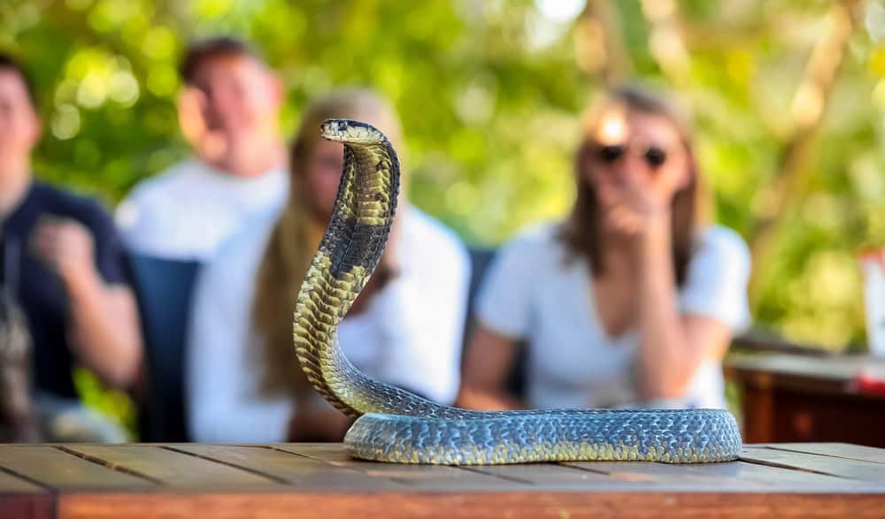 Close up of a spitting Cobra in a South African Wildlife Reserve