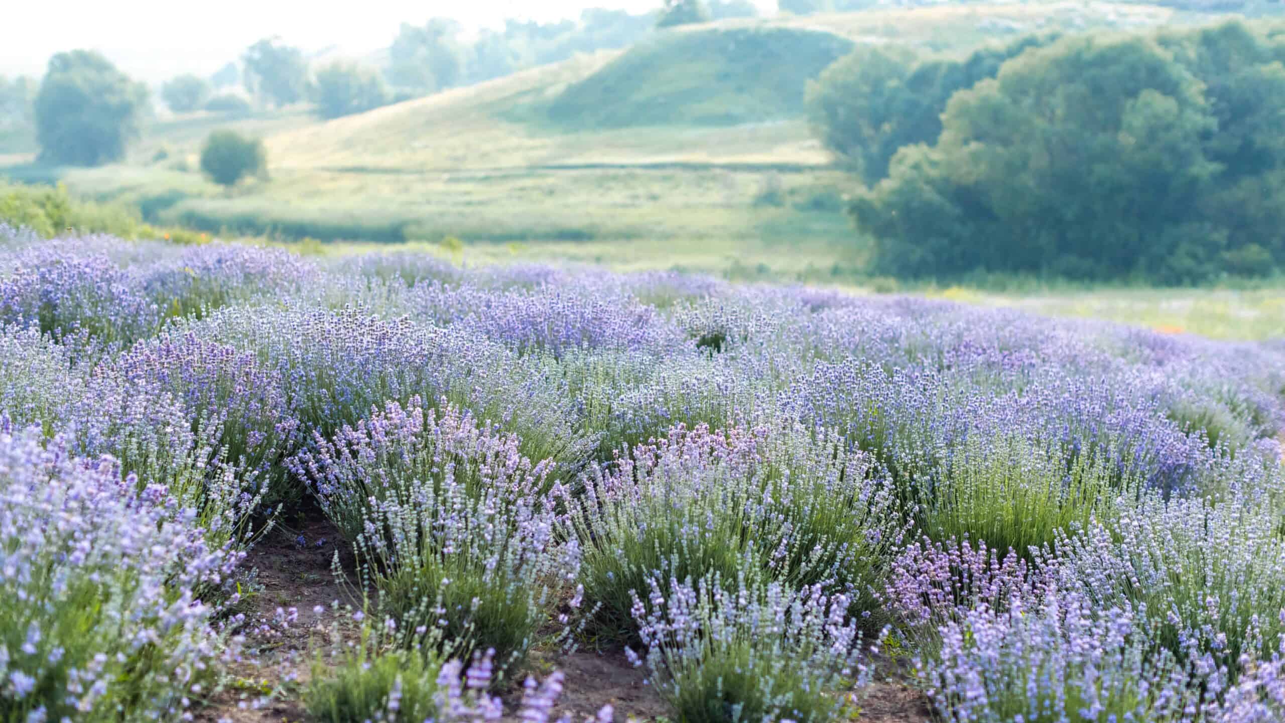 Lavender.