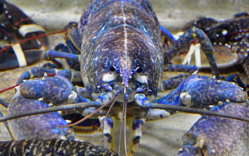 Blue Lobster