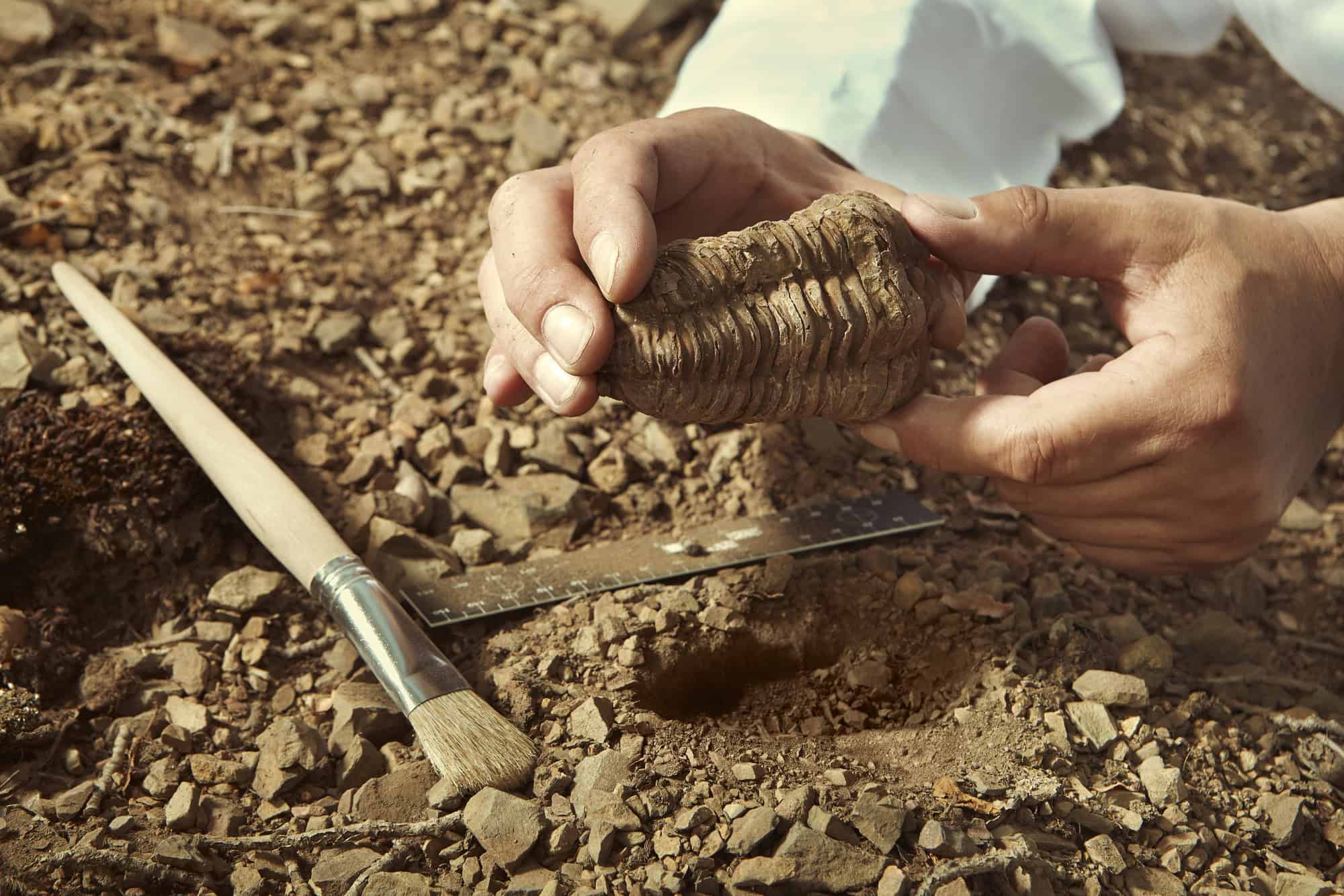 Scientist pick up trilobite fossil find from ground.