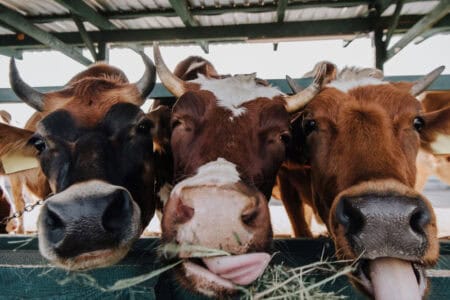 13 Countries Where Eating Beef Is a Cultural Taboo