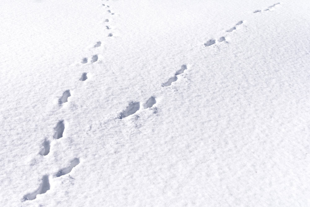 Hare foot tracks in snow forest.