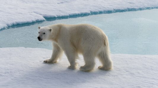 Why Are Polar Bears Still Being Hunted for Trade?