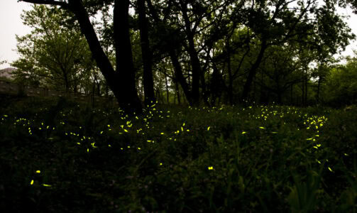 The Firefly That Guides Lost Souls in Japanese Myth