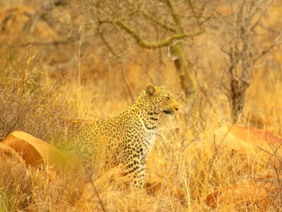 Leopard Attacks Two Men Near South Africa&rsquo;s Kruger National Park