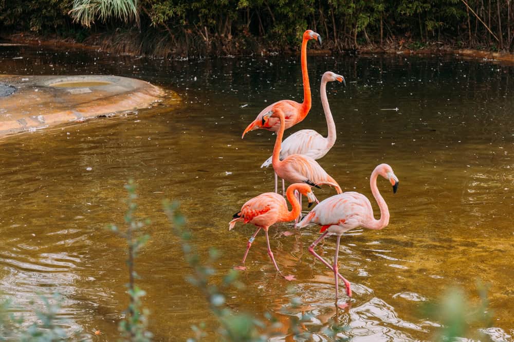 Couple of beautiful and graceful flamingo close up.