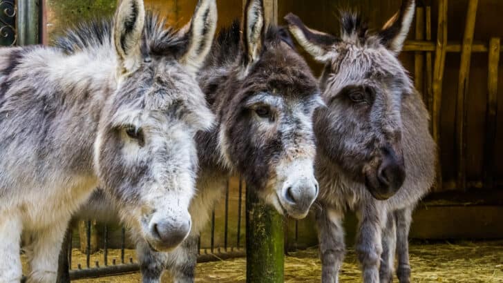 How Climate Change Is Making Animals Smaller