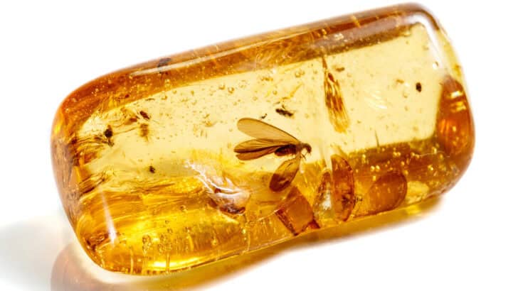 These Insect Fossils Are So Detailed, You Can See Their Wings