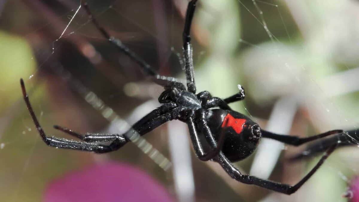 black widow bite spiderman