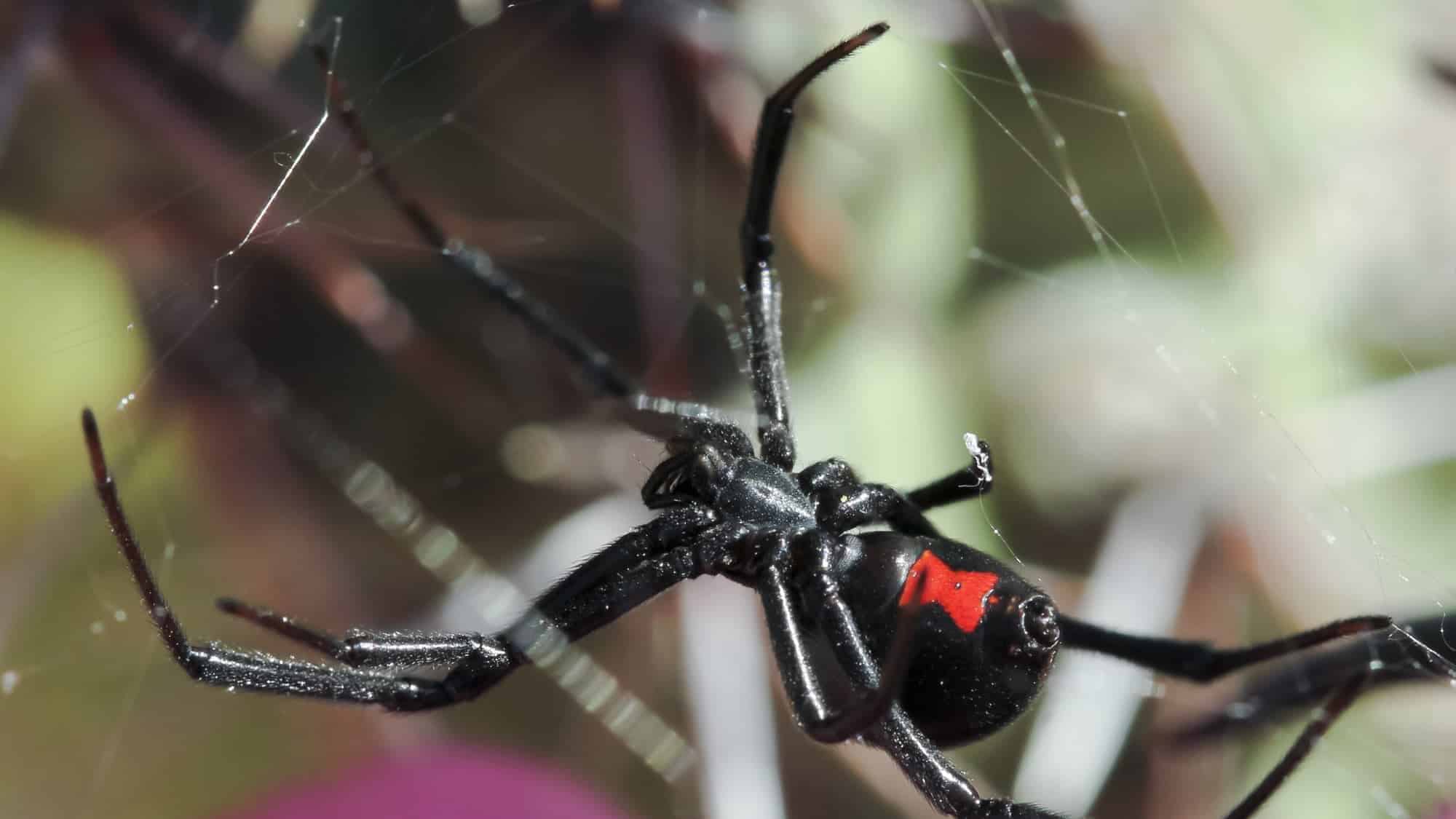 black widow bite spiderman