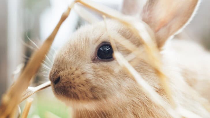 How Bunnies Can Predict Weather According to Folklore