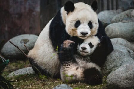 13 Cutest Endangered Animals