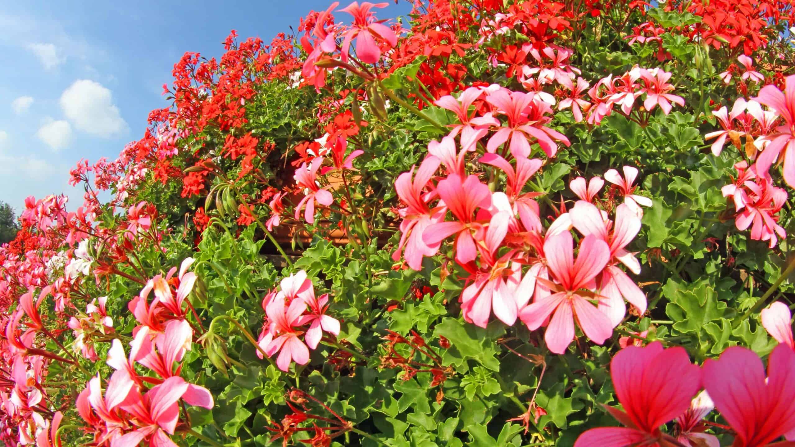 Geraniums.