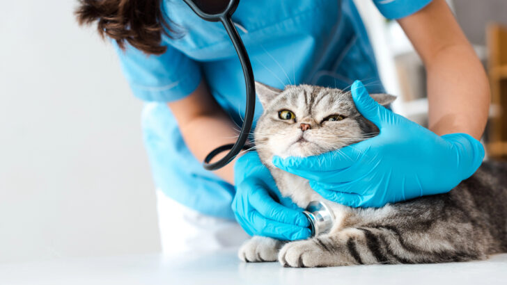 Scientists Analyzed 8,000 Cats to Find the Longest-Living Breeds&mdash;Here&rsquo;s What They Discovered