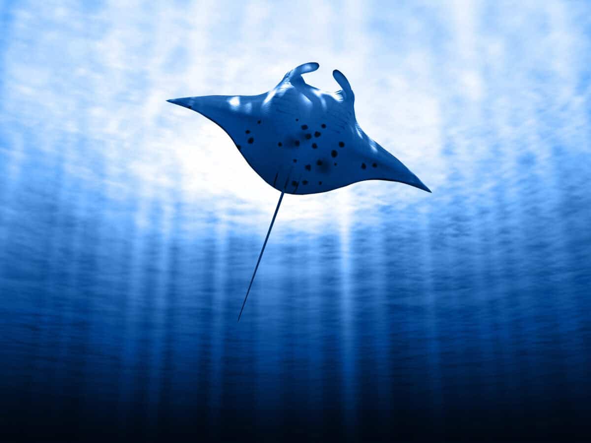 Manta Ray in sun. Image by maximsamos via Depositphotos.