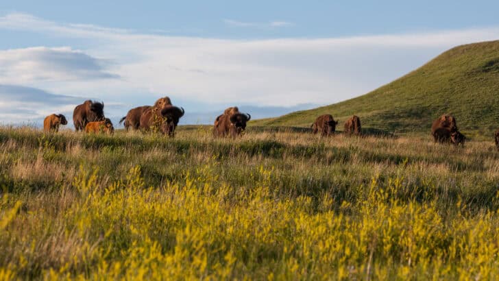 Discover: Top 12 American Animals and Wildlife