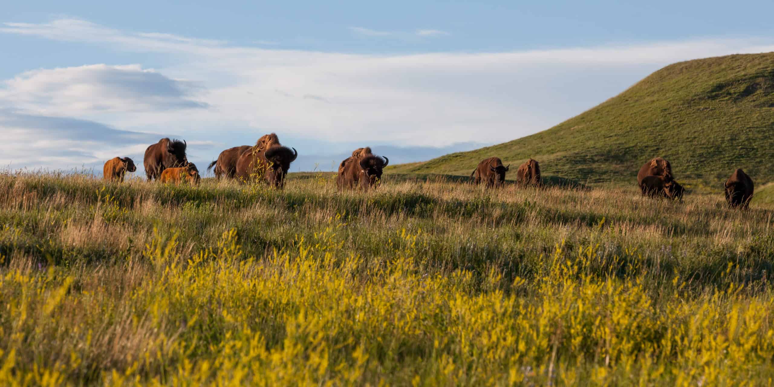 Bison at Custer State Park