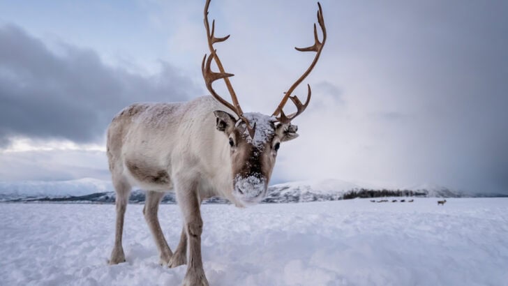 6 Animals That Can Change Color in Winter
