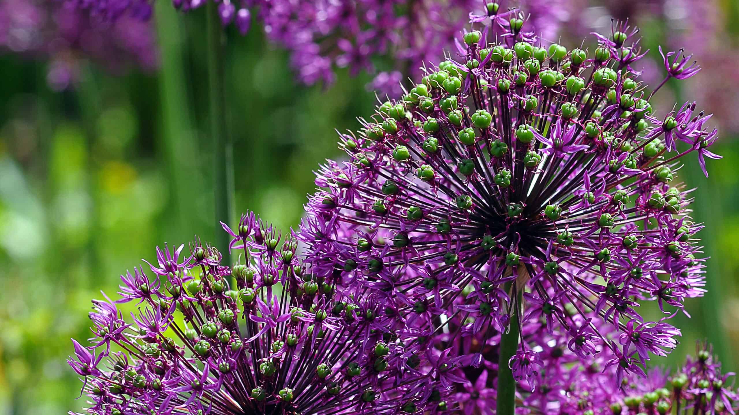 Alliums.