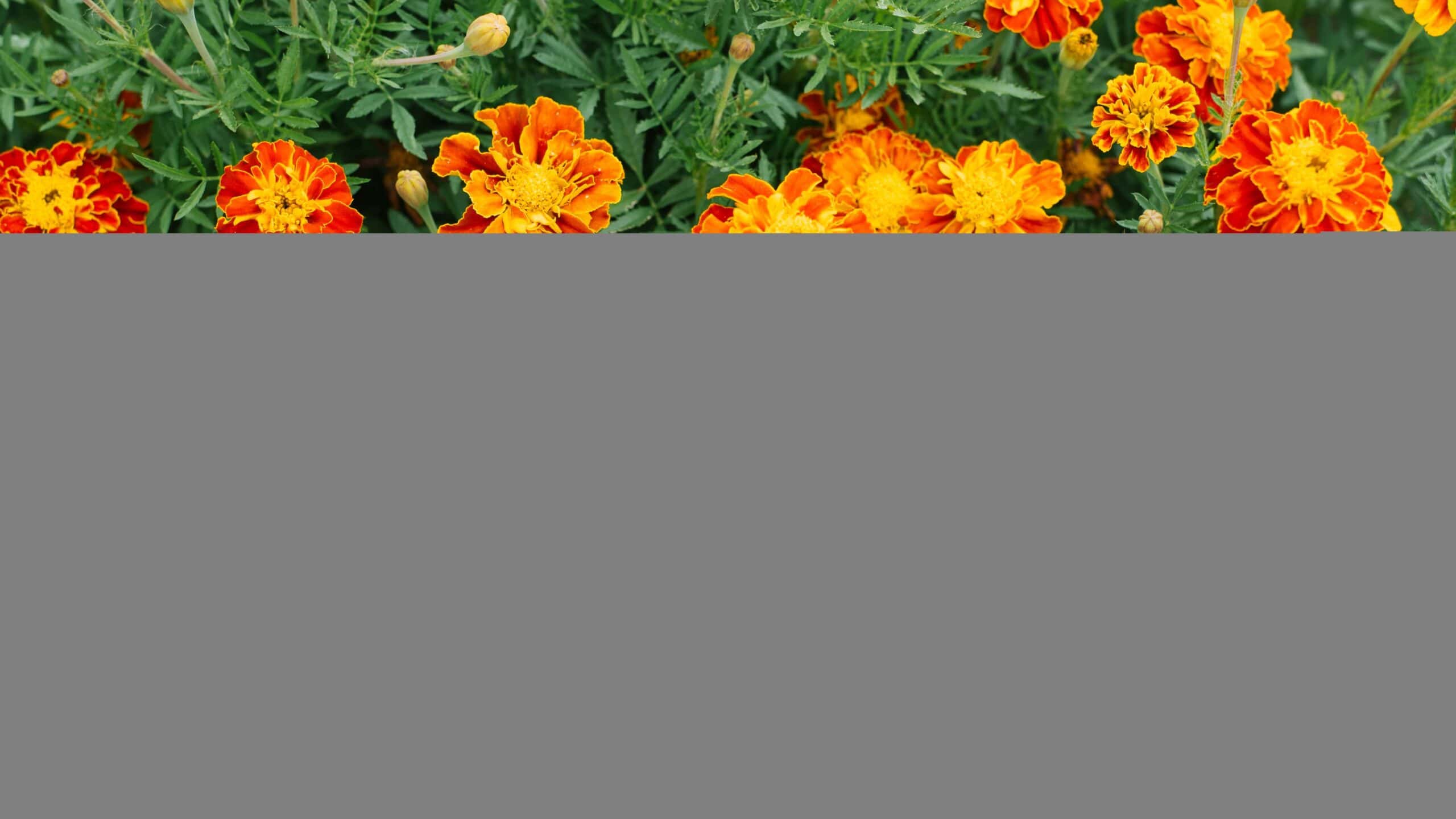 Marigolds in the garden in summer.