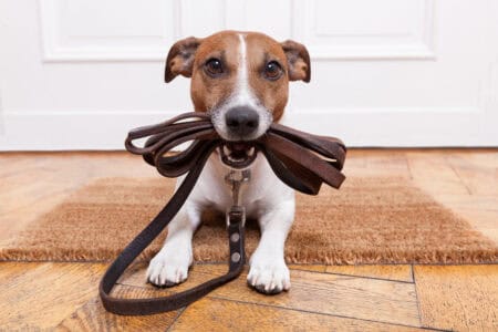 7 Ways to Walk a Dog Safely