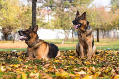 12 Most Frequently Adopted Dog Breeds in America