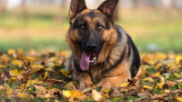 10 Guard Dog Breeds for Home Security in the USA