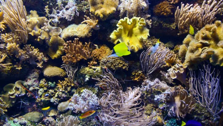 Coral Reefs of the Florida Keys: What’s Left and What’s Next